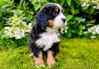 Bernese mountain dog, little cute puppy sitting in the garden, Puppy and the flowers.