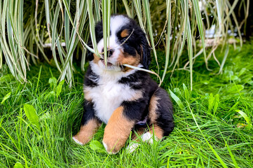 Bernese mountain dog, little cute puppy sitting in the garden, Puppy and the flowers.