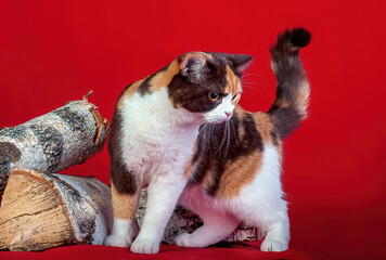 Fototapety na wymiar - Fototapeta24.pl