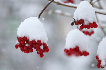 Red viburnum berries on a bush covered with snow