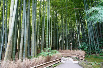 [Japan] The path of Bamboo garden in Hokoku-ji Temple (Kamakura city, Kanagawa)