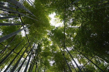 [Japan] View of Bamboo garden in Hokoku-ji Temple (Kamakura city, Kanagawa)
