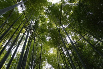 Naklejka premium [Japan] View of Bamboo garden in Hokoku-ji Temple (Kamakura city, Kanagawa)