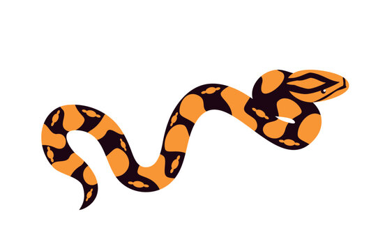 Orange and black snake - illustration, vector