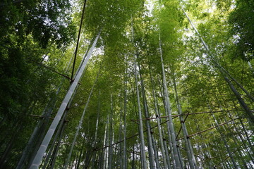 Fototapeta na wymiar [Japan] View of Bamboo garden in Hokoku-ji Temple (Kamakura city, Kanagawa)
