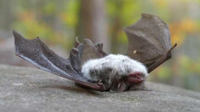 Dead bat lies on its back on a stone in the forest, the wind flutters its wings