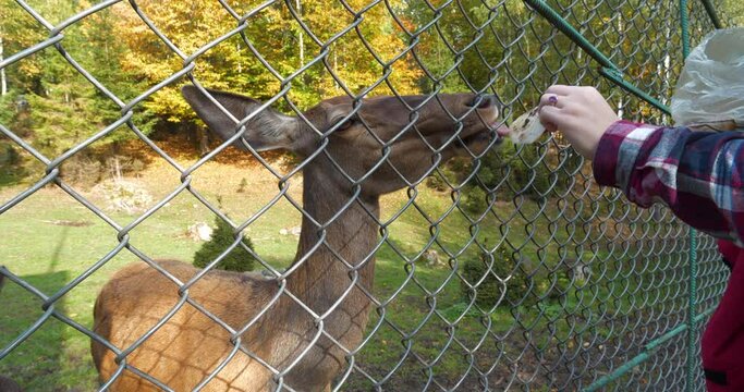 People feed roe deer in the zoo
