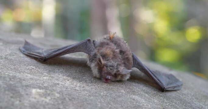Dead bat lies on the stone in the wood, fly crawls over a dead bat