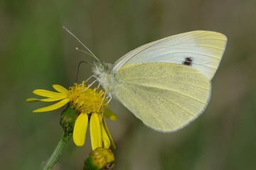 Small white or Cabbage white (Pieris rapae) on a flower