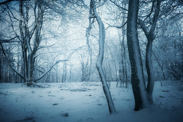 trees in frozen forest on cold winter day