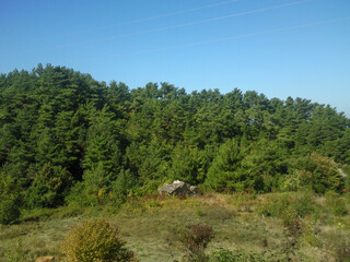 cows in the mountains