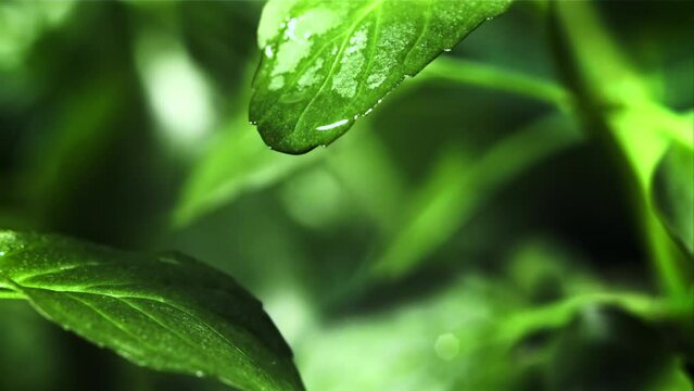 Drop of water falls from a green mint leaf. Filmed is slow motion 1000 fps. High quality FullHD footage