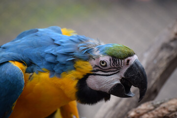 blue and yellow macaw