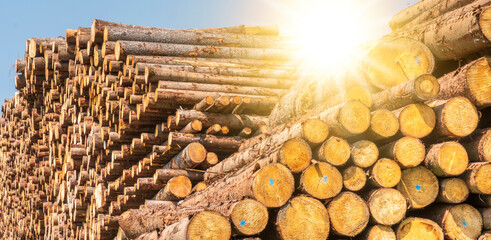 many tree trunks laying on storage place