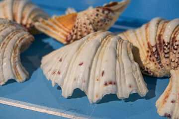 Conch specimens of large marine shells in various shapes