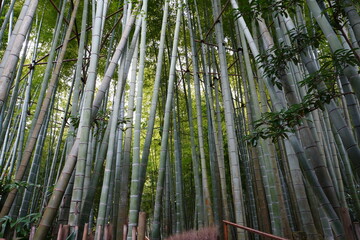 [Japan] View of Bamboo garden in Hokoku-ji Temple (Kamakura city, Kanagawa)