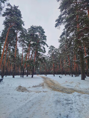 snow covered trees