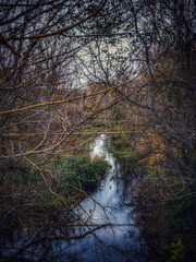 autumn in the forest