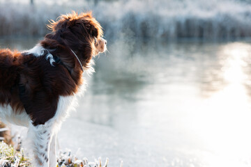 Dog in cold frosty landscape