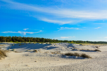 The Baltic coast, dunes and pine forest against the blue clear sky.