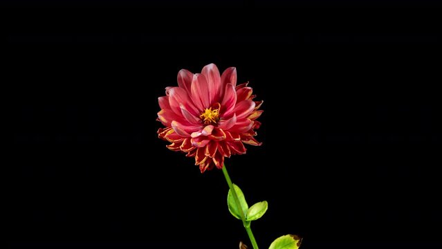 Red Dahlia Flower Opens in Time Lapse on a Black Background. The Pink Plant Blooming and Wilting Fast