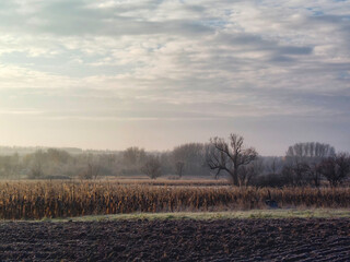 morning in the field