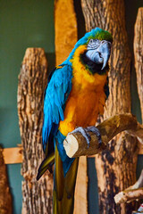 Close up vertical of large old blue and gold Macaw bird sitting on branch