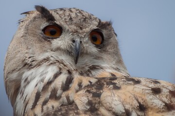 eagle owl portrait