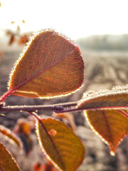 autumn leaves on the ground