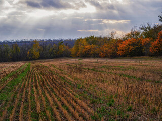 autumn landscape in the field