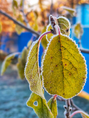 autumn leaf on the tree