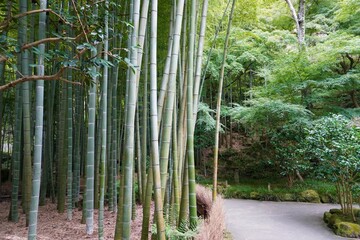 [Japan] The path of Bamboo garden in Hokoku-ji Temple (Kamakura city, Kanagawa)