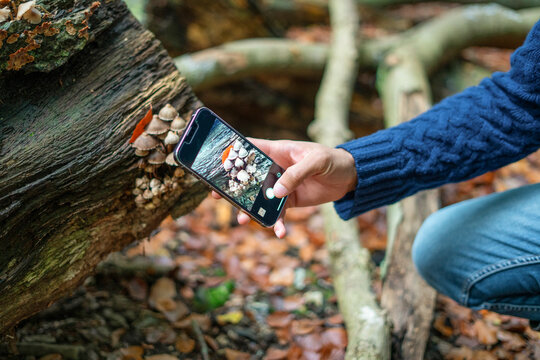 Man photographing mushroom with smart phone in forest