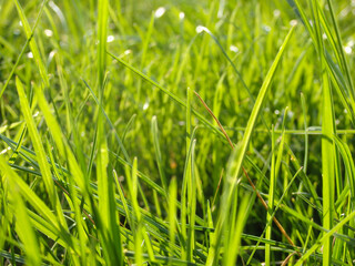 A natural spring garden background of fresh green grass. Fresh green grass background in sunny summer day in park