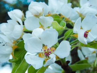A spring of blooming pear. Pear tree. Beautiful flower image of spring nature banner. Blooming pear branches close-up against the blue sky.
