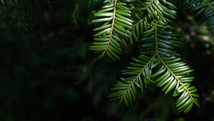 green spruce branch close up copy space