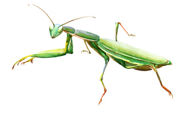 Praying mantis isolated on white. 