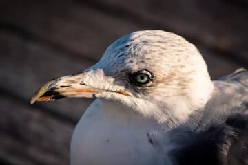 close up of a seagull