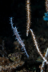 Ornate Ghost Pipefish, Solenostomus paradoxus, in Raja Ampat, Indonesia