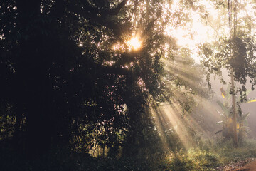 Fototapeta na wymiar Morning at sunrise Sun rays through branches of trees