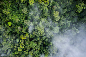 Aerial view of foggy tropical rainforest