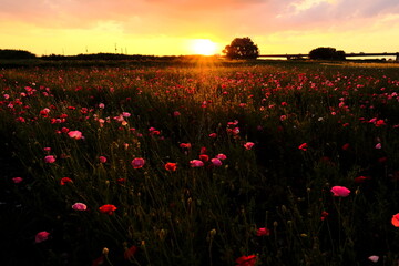 Fototapeta na wymiar poppy flower field at sunset