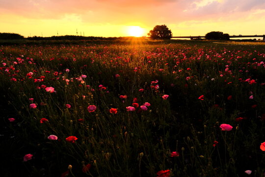 poppy flower field at sunset © 百合 須藤