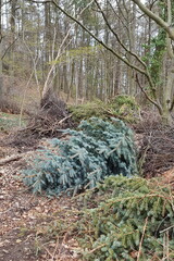 Weihnachtsbaum wurde um Wald entsorgt