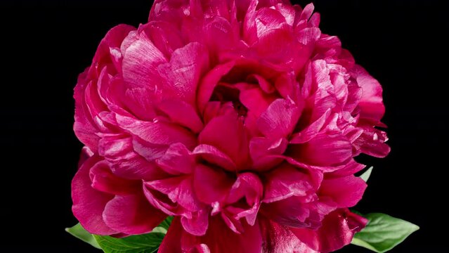 Red Peony Open Flower in Time Lapse on a Black Background. Vedding Concept