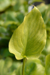 Garden calla lily leaf
