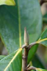 Southern magnolia flower bud
