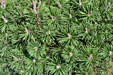 Dwarf mountain pine Mops branches