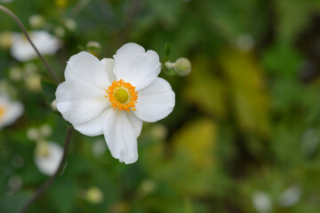 Japanese anemone Honorine Jobert flower