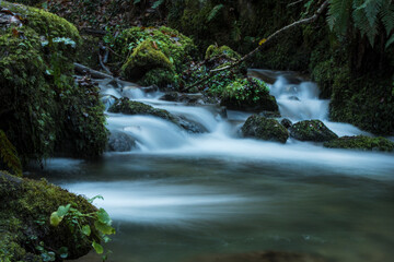 Fototapeta premium Mountain River in the Middle of Green Forest